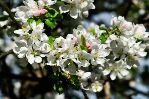 Apple tree in blossom Stock Photos