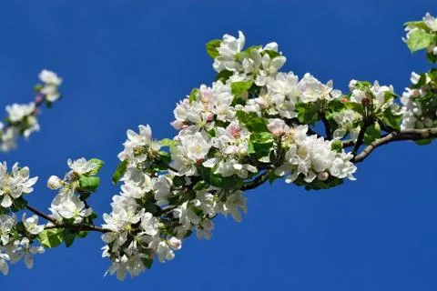 Apple tree in blossom Stock Photos