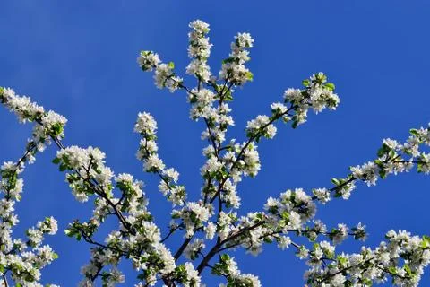 Apple tree in blossom Stock Photos