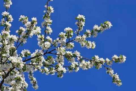Apple tree in blossom Stock Photos