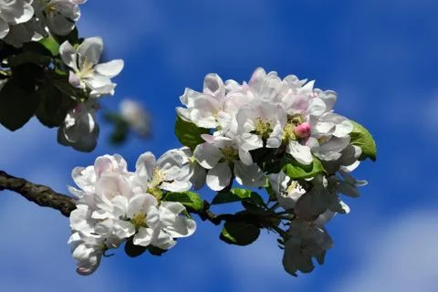 Apple tree in blossom Stock Photos
