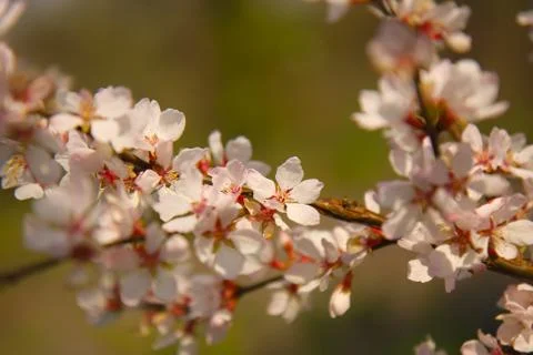 Apple tree blossom 写真素材