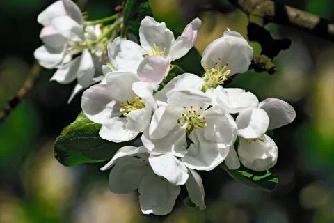 Apple tree in blossom Stock Photos