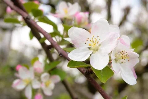 Apple tree blossom. Stock Photos