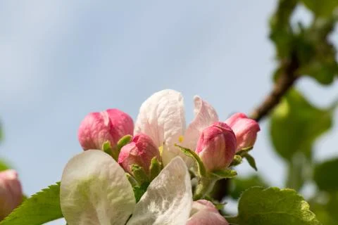 Apple tree Blossom Stock Photos