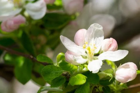 Apple tree Blossom Stock Photos