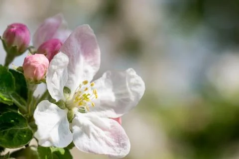 Apple tree Blossom Stock Photos