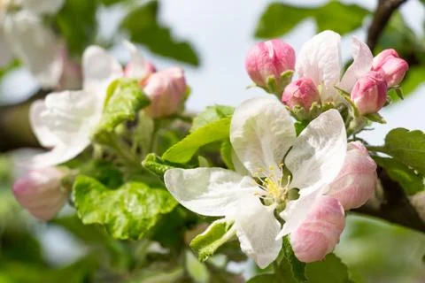 Apple tree Blossom Stock Photos