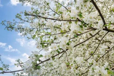 Apple tree in blossom Stock Photos
