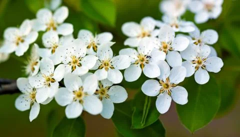 Apple tree blossom Stock Photos