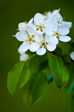 Apple tree blossom Stock Photos