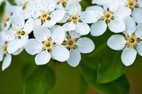 Apple tree blossom Stock Photos