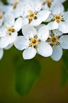 Apple tree blossom Stock Photos