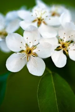 Apple tree blossom Stock Photos