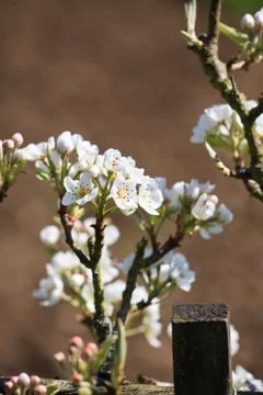 Apple tree blossom Stock Photos