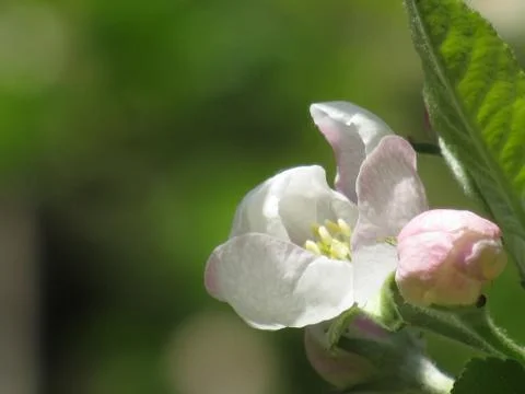Apple Tree Blossom  Stock Photos