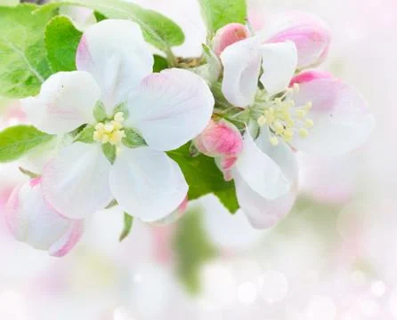 Apple tree blossom Stock Photos