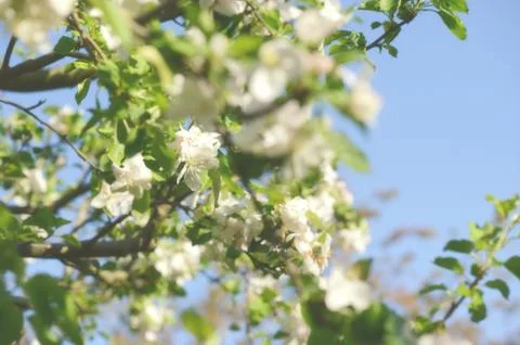 Apple tree blossom Stock Photos