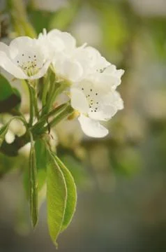 Apple tree blossom Stock Photos