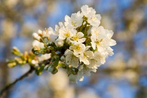 Apple tree blossom Stock Photos