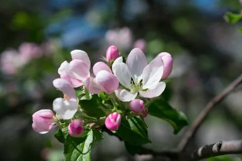Apple tree blossom Stock Photos