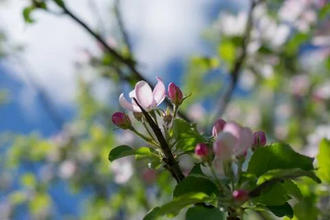 Apple tree blossom Stock Photos