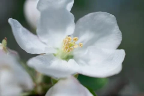 Apple tree blossom Stock Photos