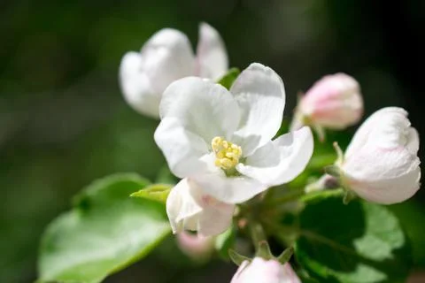 Apple tree blossom Stock Photos