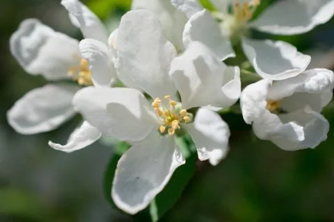 Apple tree blossom Stock Photos