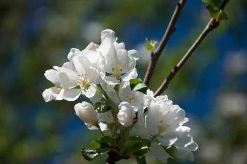 Apple tree blossom Stock Photos
