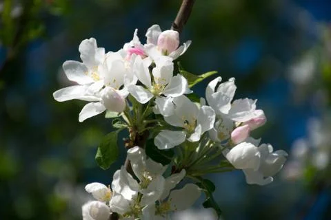 Apple tree blossom Stock Photos