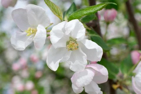 Apple tree blossom Stock Photos
