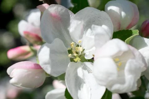Apple tree blossom Stock Photos