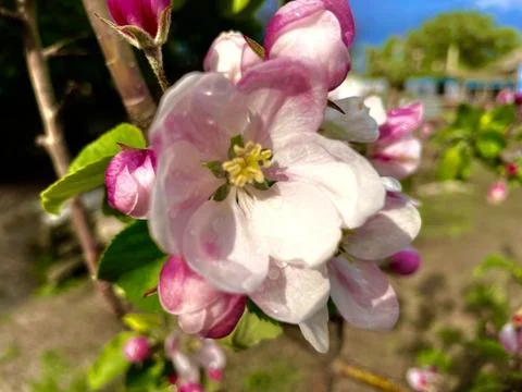 Apple tree blossom Stock-Fotos