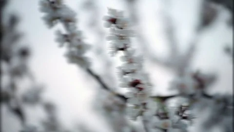 Apple tree in blossom. Spring background Stock Footage 75042134