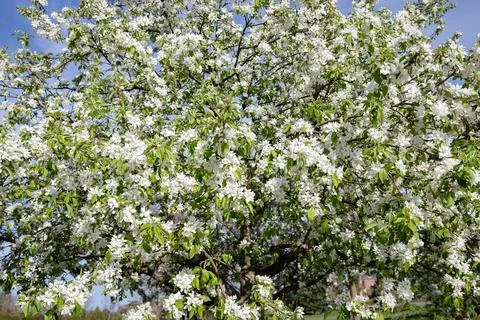 Apple tree blossom in spring. Canada. Stock Photos