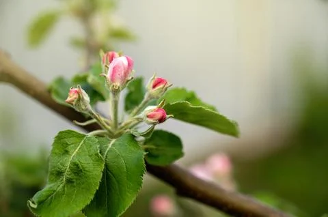 Apple tree blossom in spring, close-up, selective focus Stock Photos
