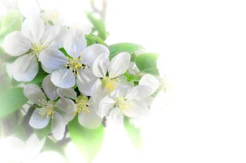 Apple tree blossom in spring Stock Illustration