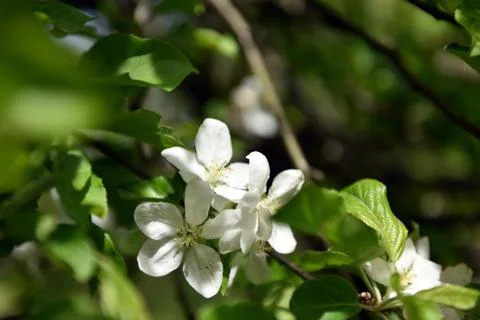 Apple tree blossom at springtime Stock Photos