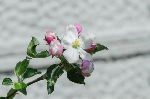 Apple tree in blossom in springtime Stock Photos