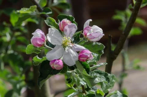 Apple tree in blossom in springtime Stock Photos