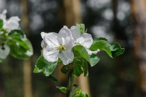Apple tree in blossom in springtime Foto stock