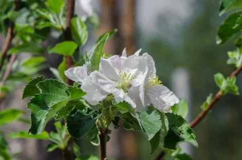 Apple tree in blossom in springtime 写真素材