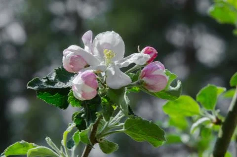 Apple tree in blossom in springtime Stock Photos
