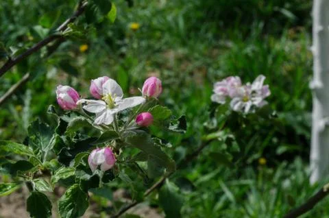Apple tree in blossom in springtime Stock Photos