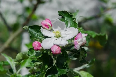 Apple tree in blossom in springtime Stock Photos