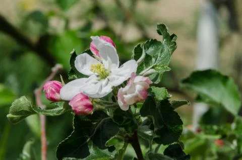 Apple tree in blossom in springtime Stock Photos