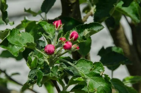 Apple tree in blossom in springtime Stock Photos