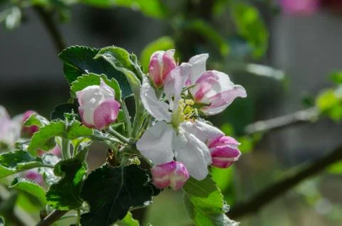 Apple tree in blossom in springtime Stock Photos