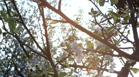 Apple tree blossom at sunset Stock Footage 53797134